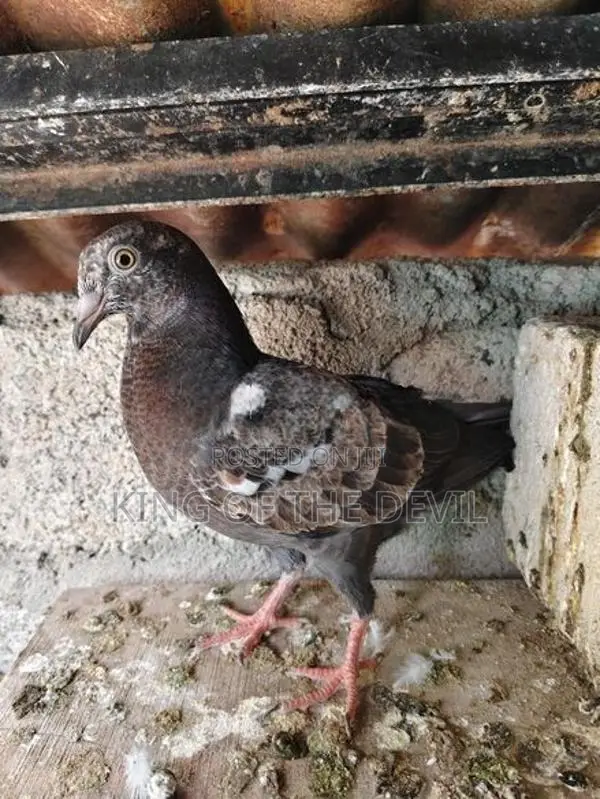Indian Pigeon