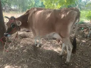 பால் மாடு