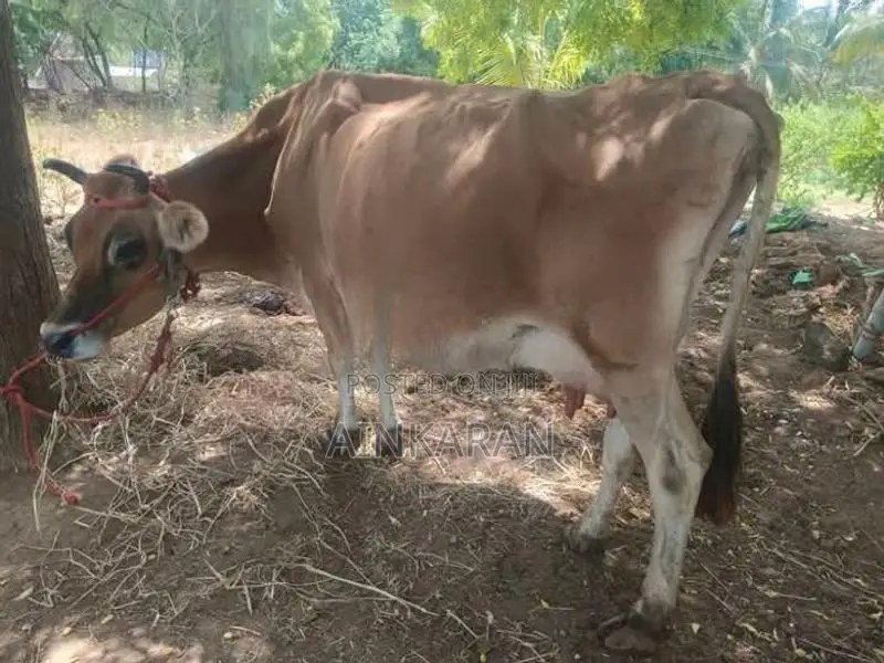 பால் மாடு