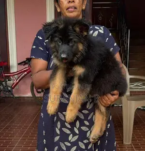 German Shepherd Puppies