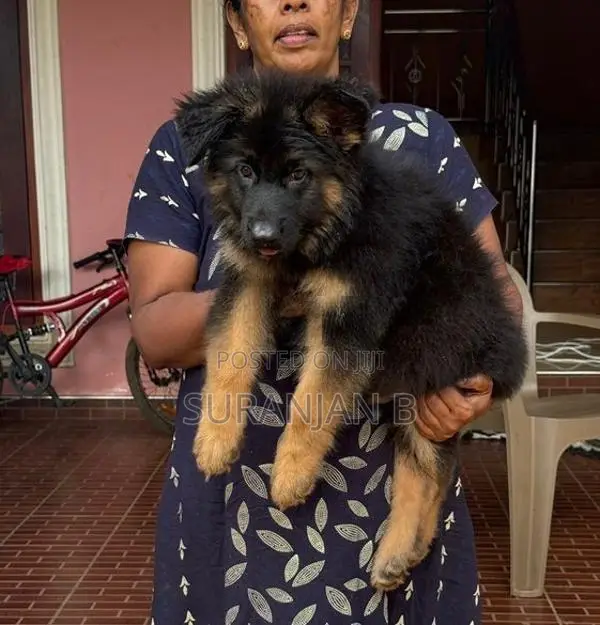 German Shepherd Puppies