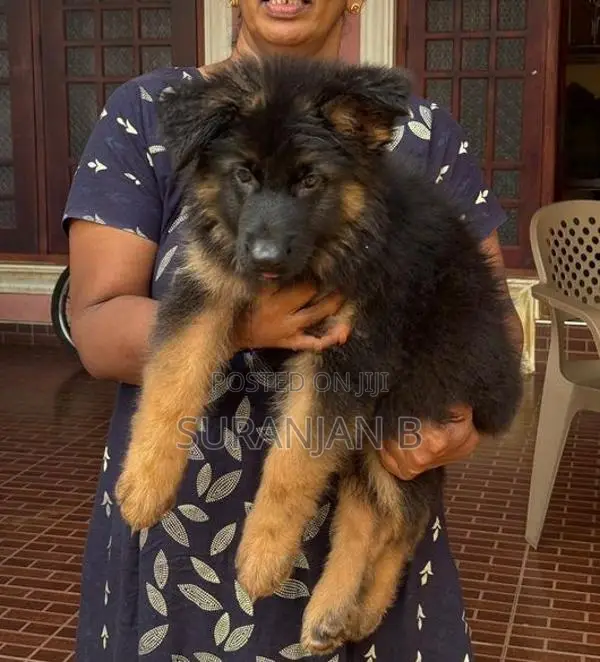 German Shepherd Puppies