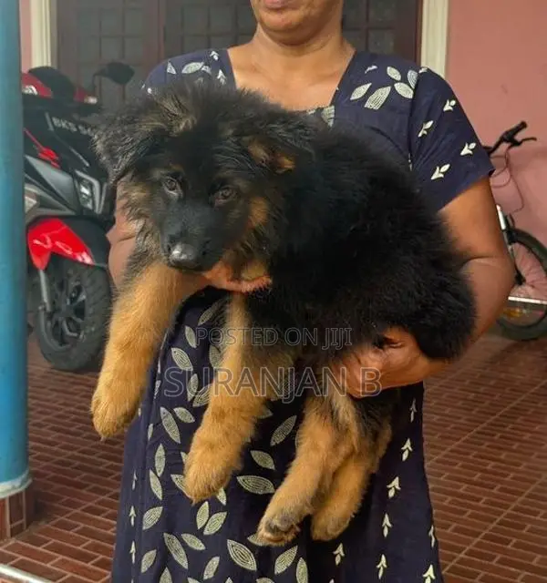 German Shepherd Puppies