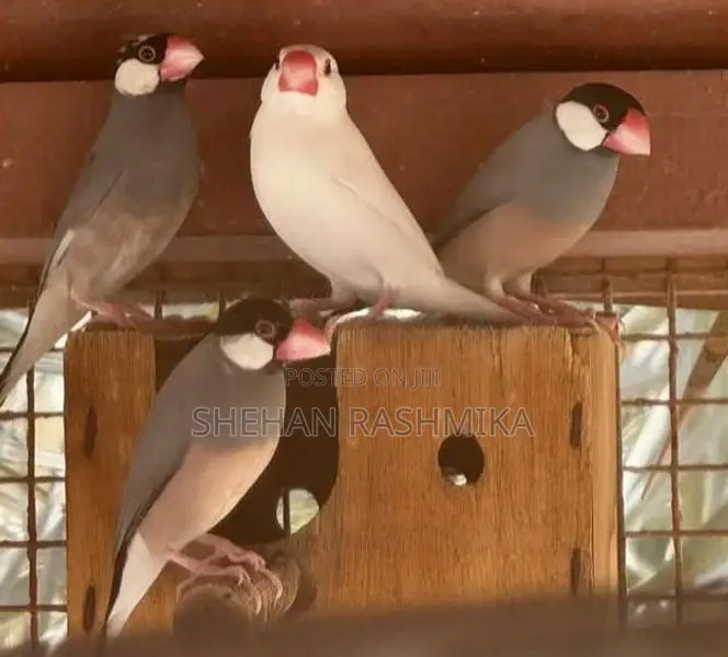 Jawa Bird