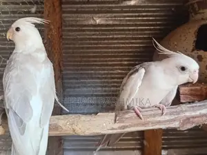 Jawa Bird