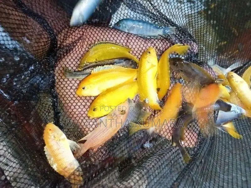 Malawi Fish