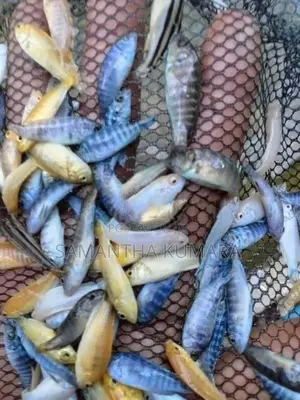 Malawi Fish