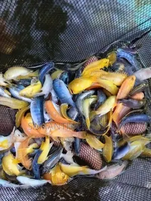 Malawi Fish