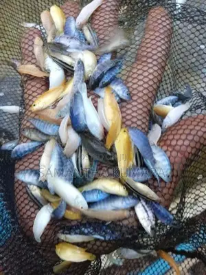 Malawi Fish