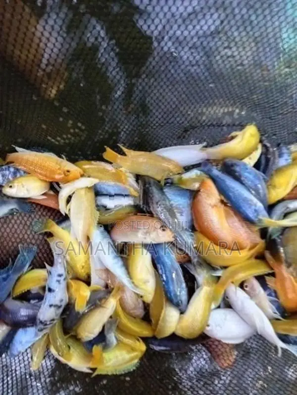 Malawi Fish