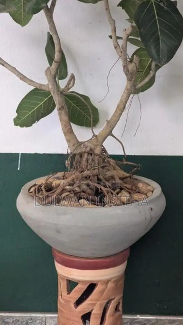 Bonsai Plant
