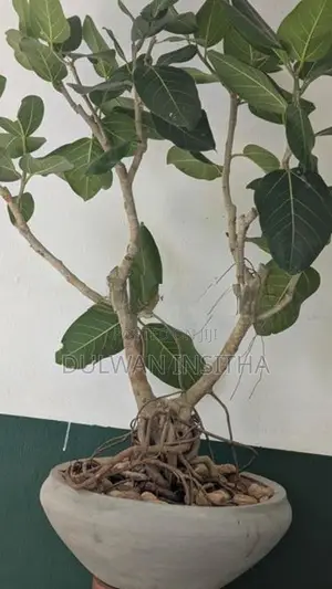 Bonsai Plant