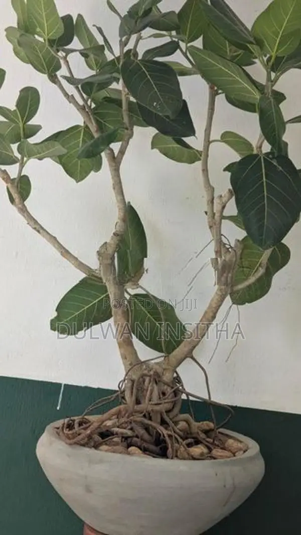 Bonsai Plant