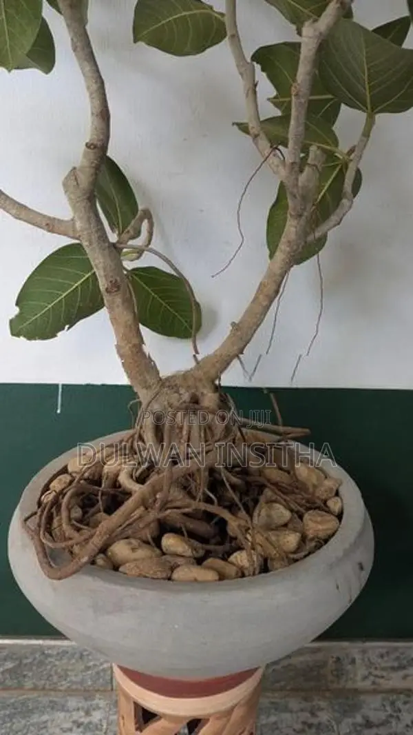 Bonsai Plant
