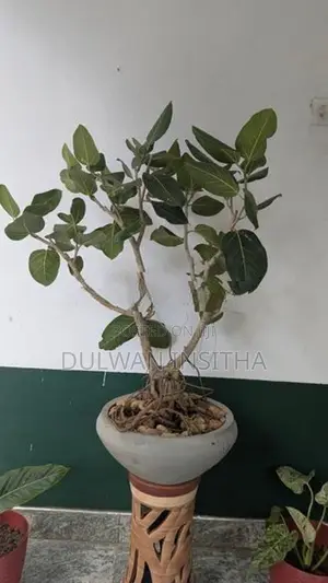 Bonsai Plant