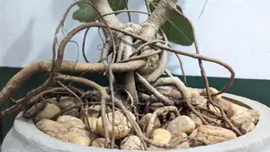 Bonsai Plant