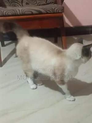 Himalayan Cat