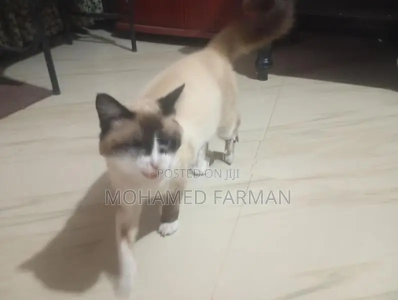 Himalayan Cat