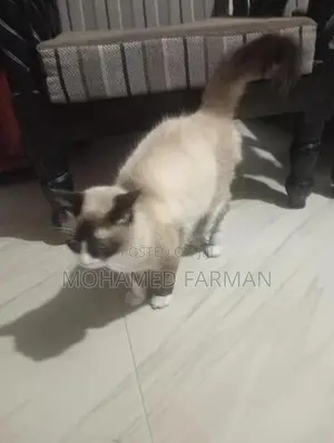Himalayan Cat