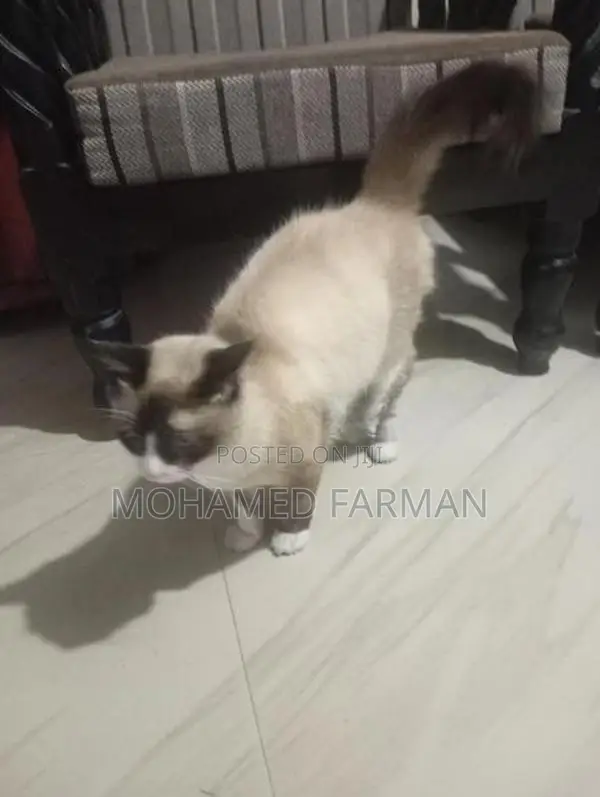 Himalayan Cat