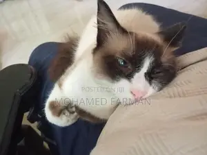Himalayan Cat