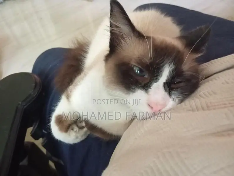 Himalayan Cat
