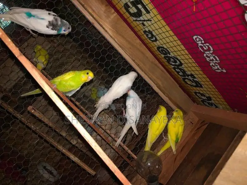 Love Birds with Cockatile