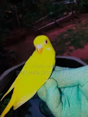 Love Birds with Cockatile