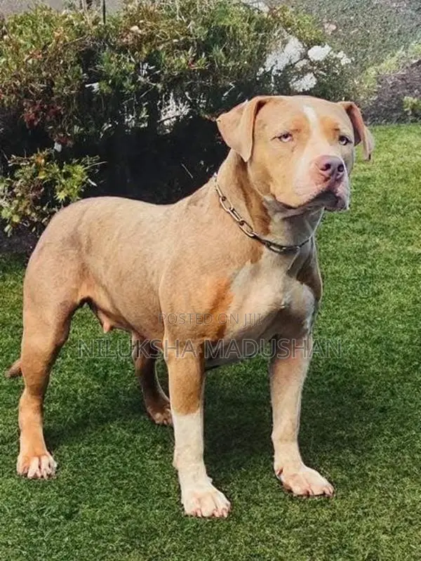 American Bully XL Female Dog