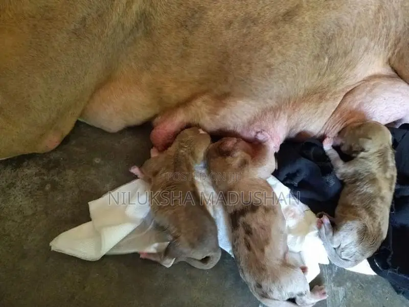 American Bully XL Female Dog