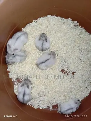 Dwarf Hamster