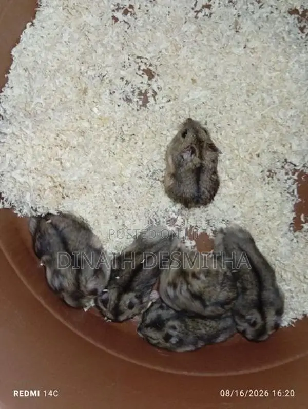 Dwarf Hamster