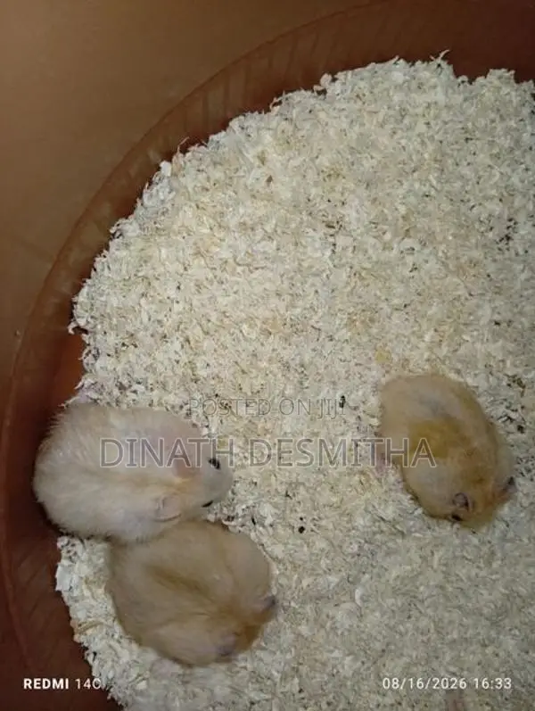 Dwarf Hamster