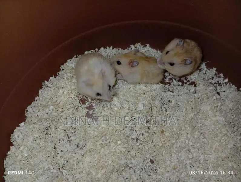 Dwarf Hamster