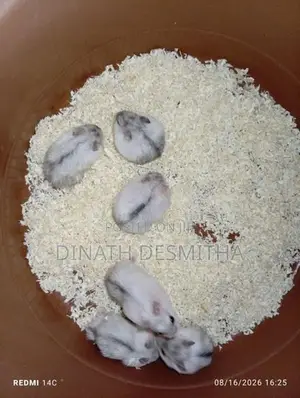 Dwarf Hamster