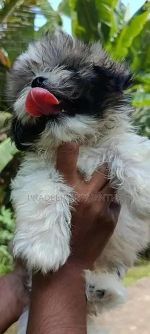 shih tzu