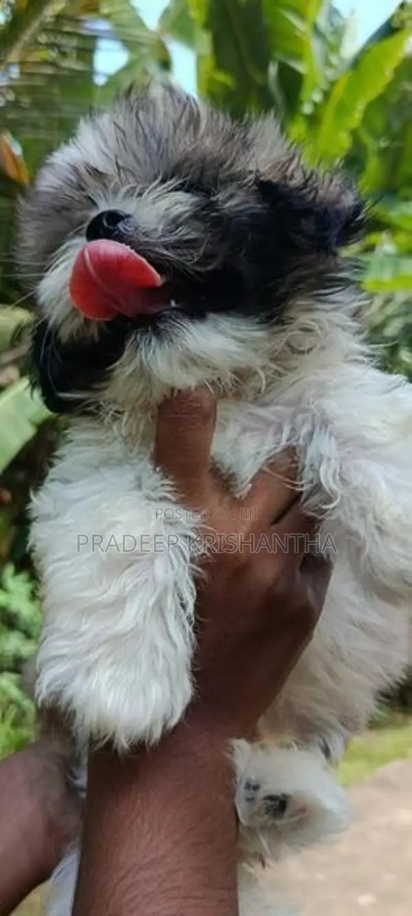 shih tzu