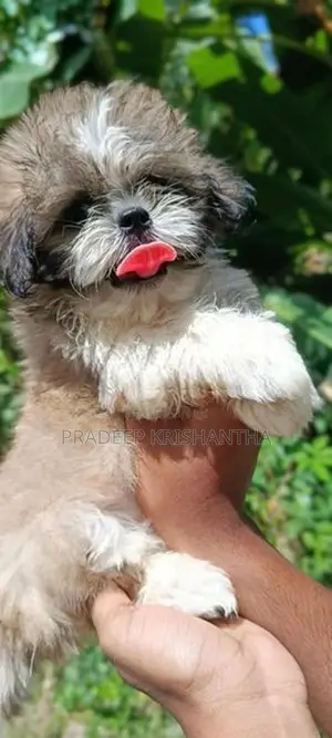 shih tzu