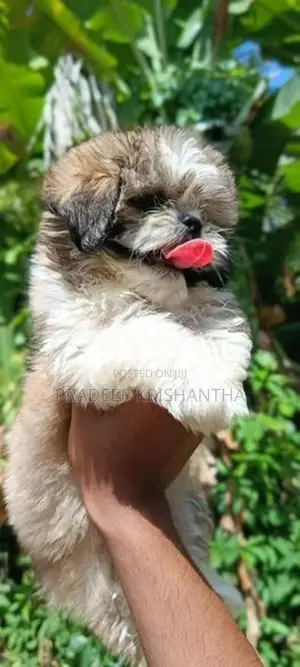 shih tzu