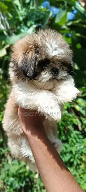 shih tzu