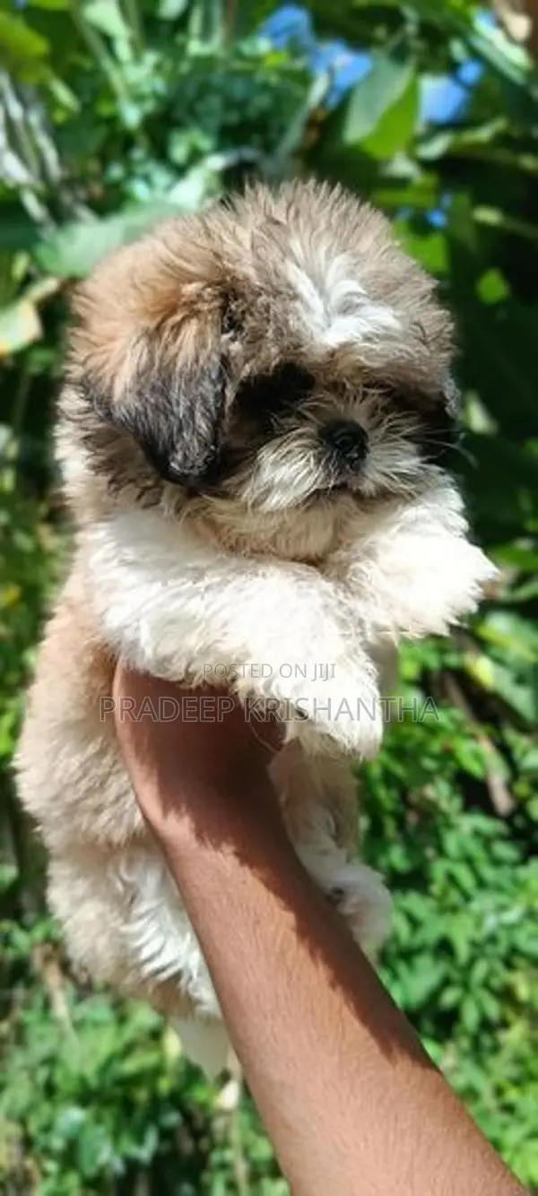 shih tzu