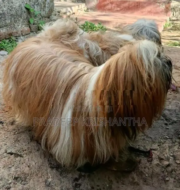 shih tzu