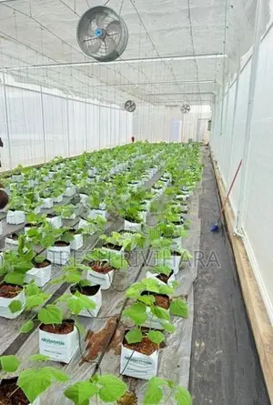 Poly tunnel with automation system