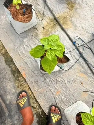 Grow Bags with Media