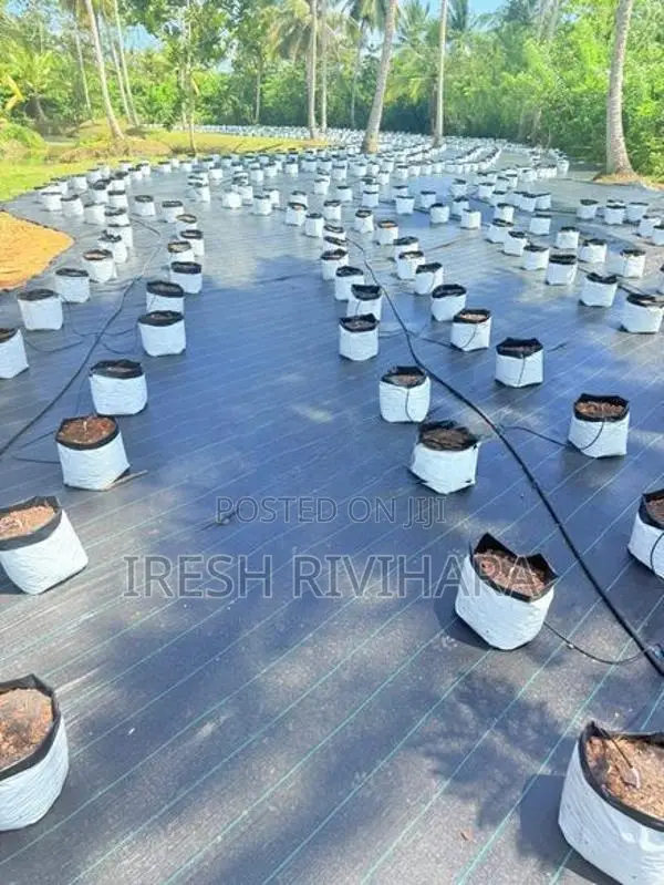 Grow Bags with Media