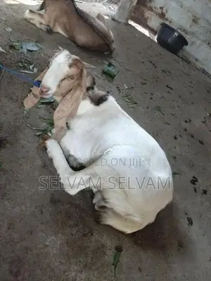 கிடாய் ஆடுகள்
