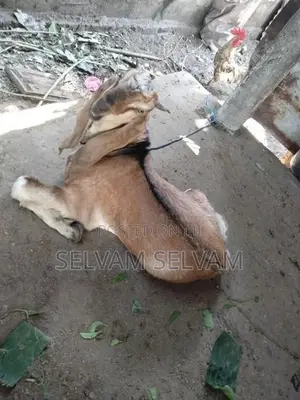 கிடாய் ஆடுகள்