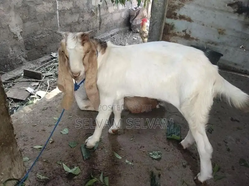 கிடாய் ஆடுகள்