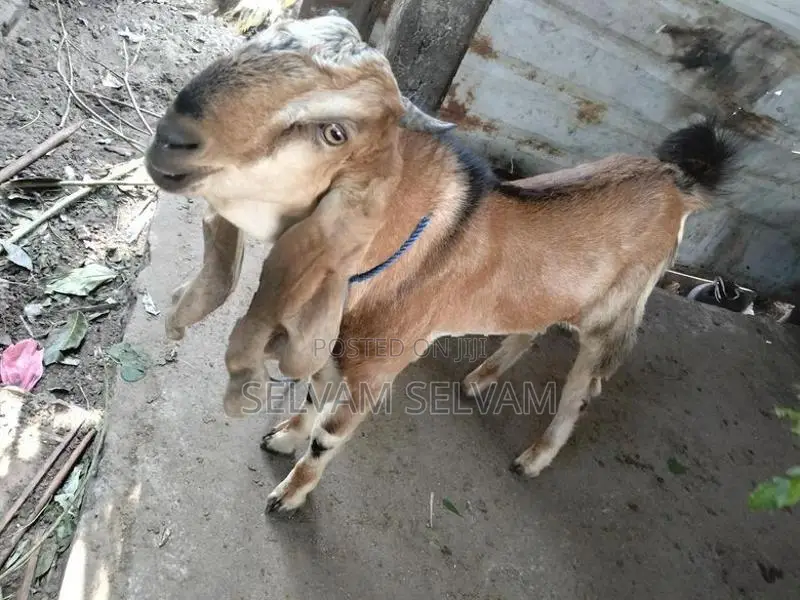 கிடாய் ஆடுகள்