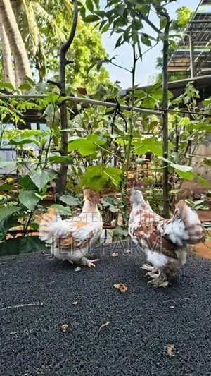 Cochin Tri Color Bantam